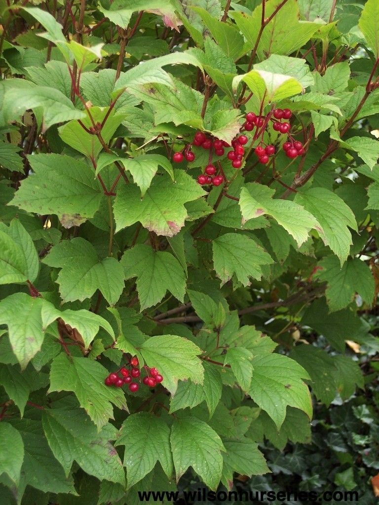 American Cranberrybush (Viburnum trilobum)