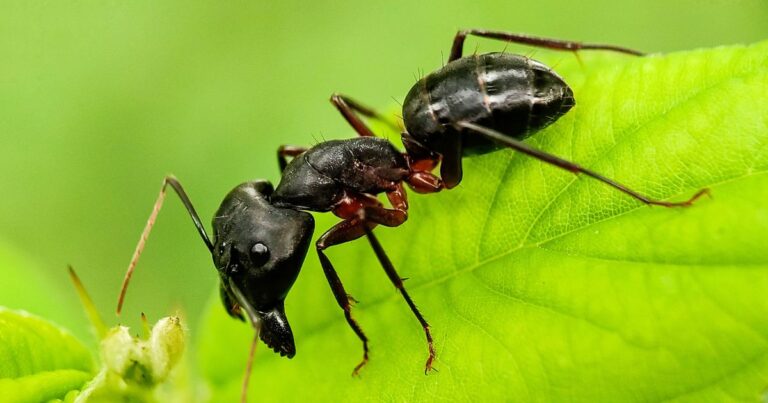 Say Goodbye to Ants in Your Garden Beds