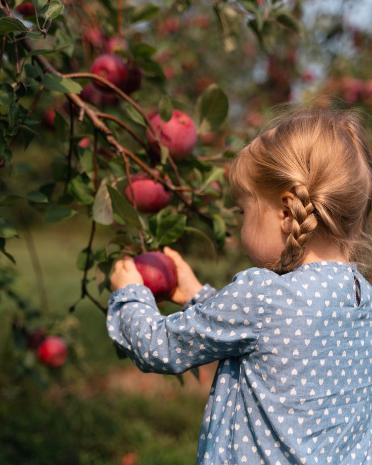 Apple Picking