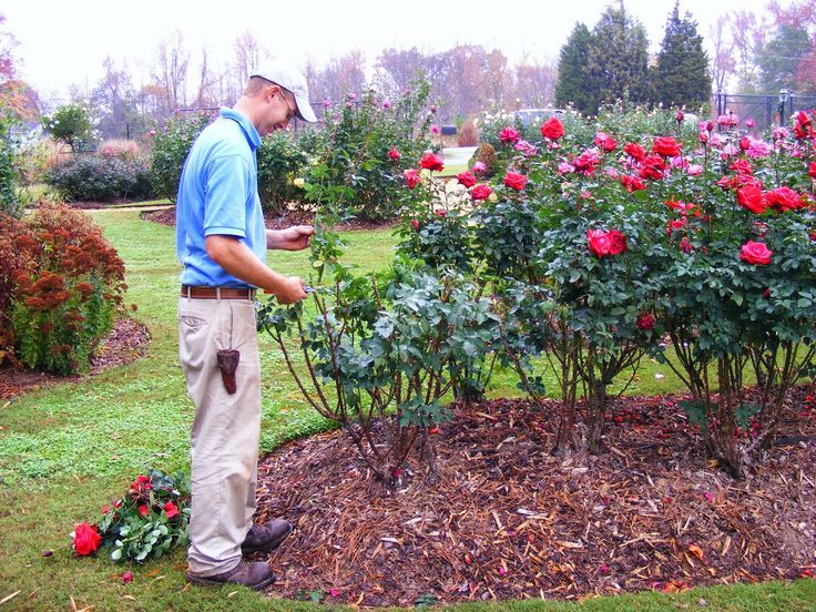 Apply Mulch Generously