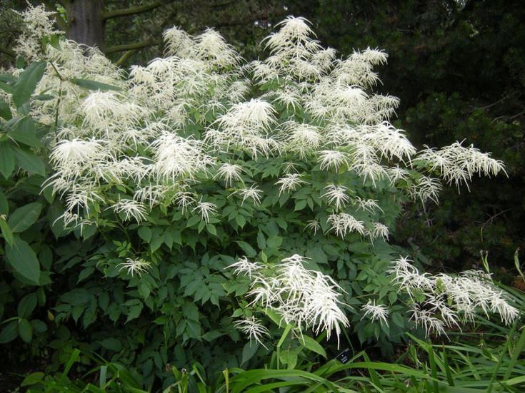 Aruncus (Goat's Beard)