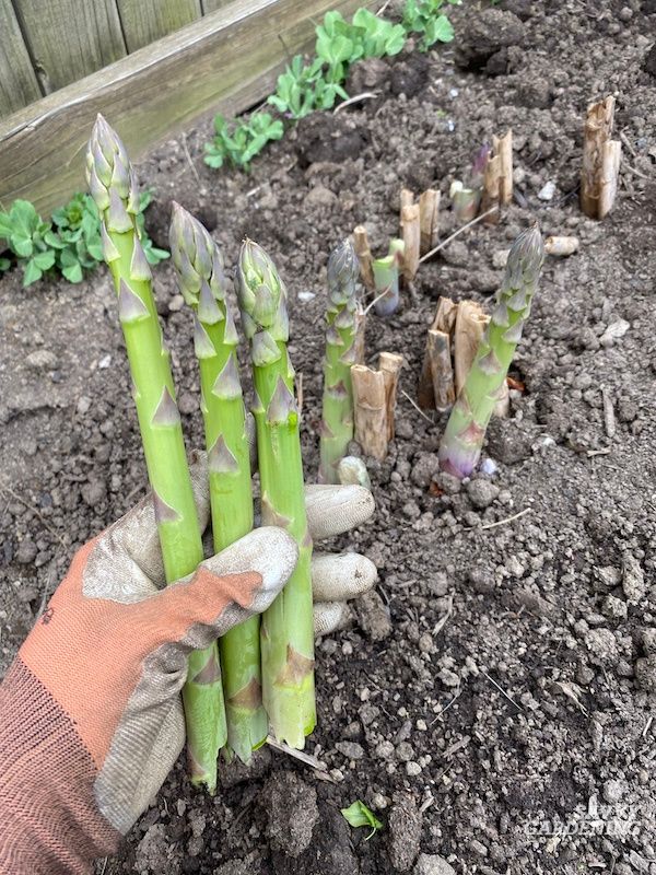 Asparagus