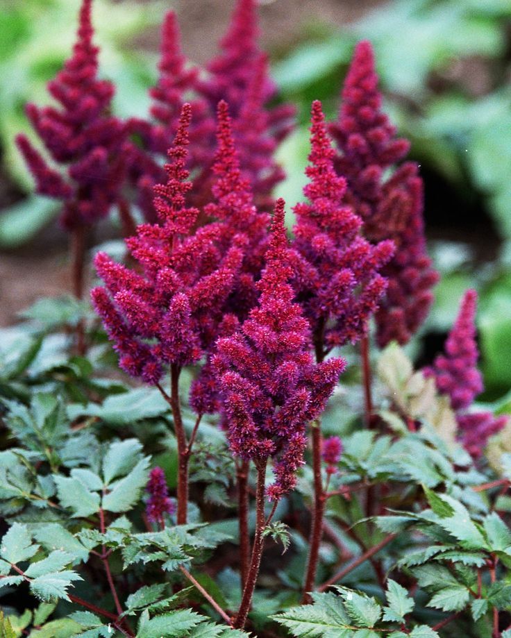 Astilbe