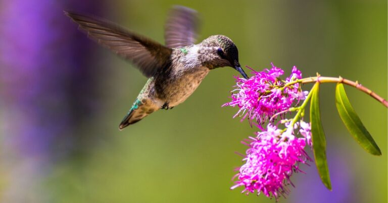 Attract Hummingbirds: Top 25 Perennial Flowers They Can’t Resist