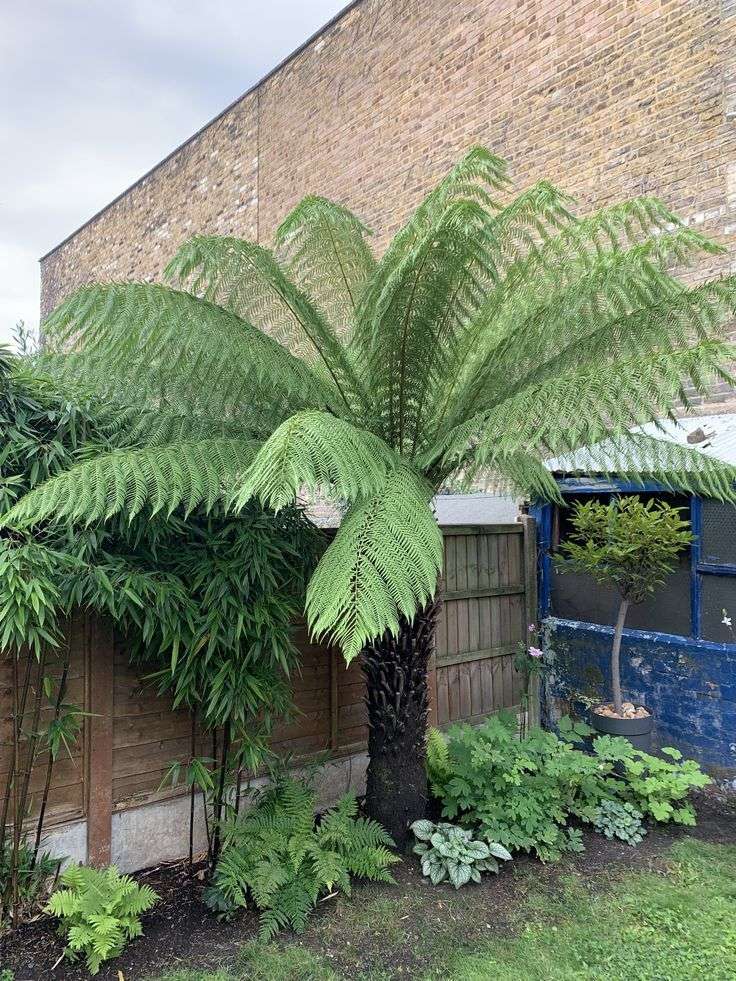 Australian Tree Fern (Cyathea cooperi)