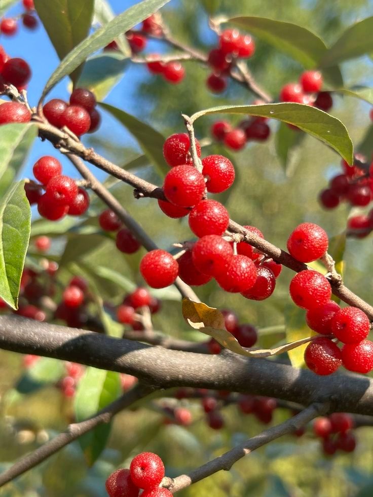 Autumn Olive (Elaeagnus umbellata)