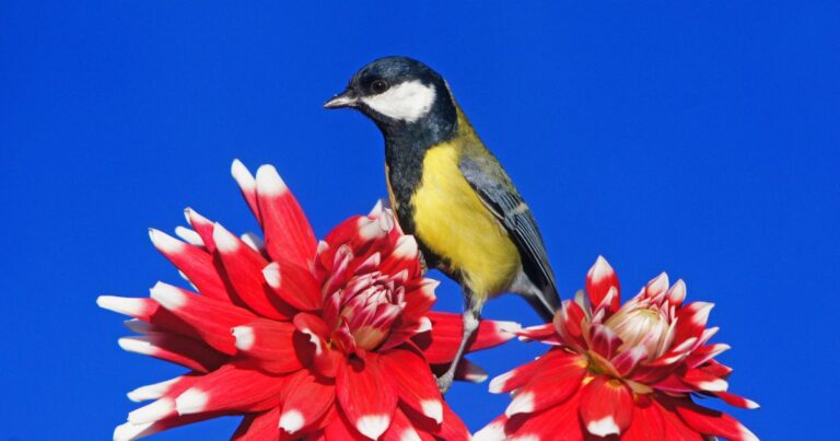 Avoid This Mistake When Growing Dahlias for Birds