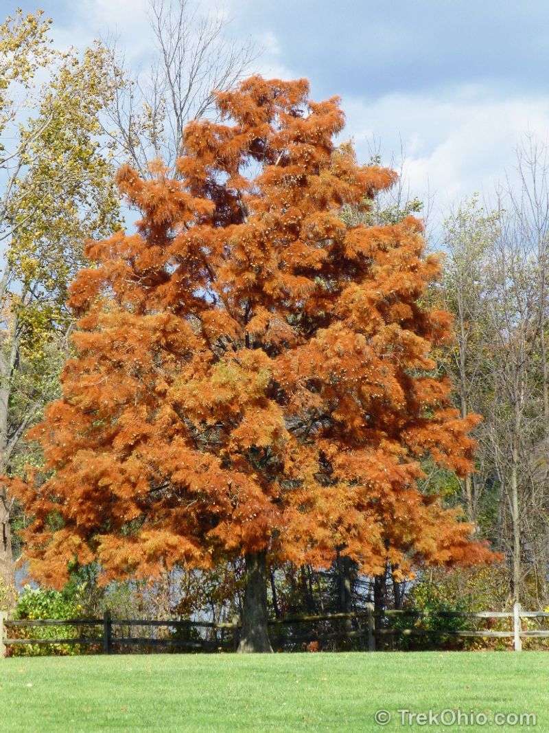 Bald Cypress