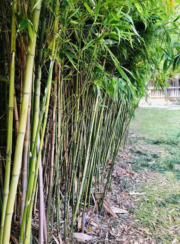 Bamboo