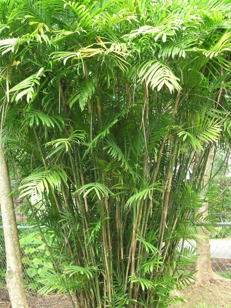 Bamboo Palm