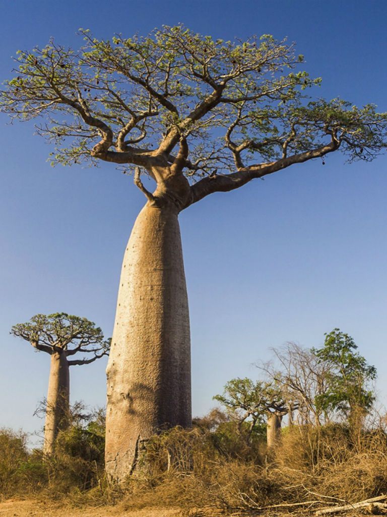 Baobab Tree (Adansonia)