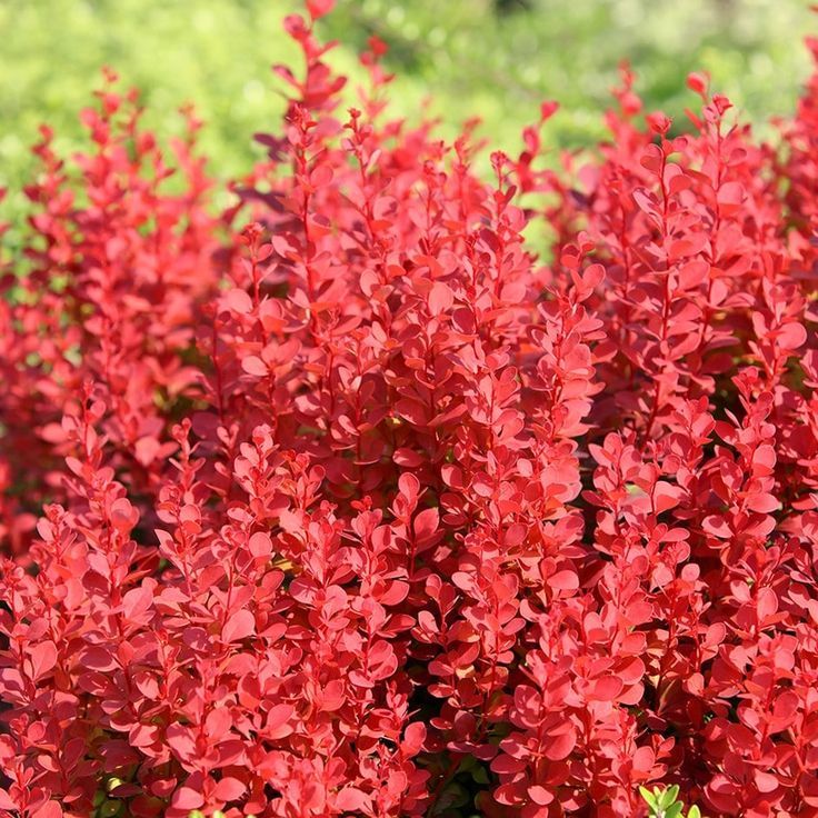 Barberry (Berberis thunbergii)