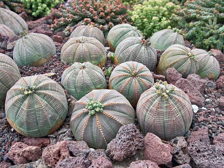 Baseball Plant (Euphorbia obesa)