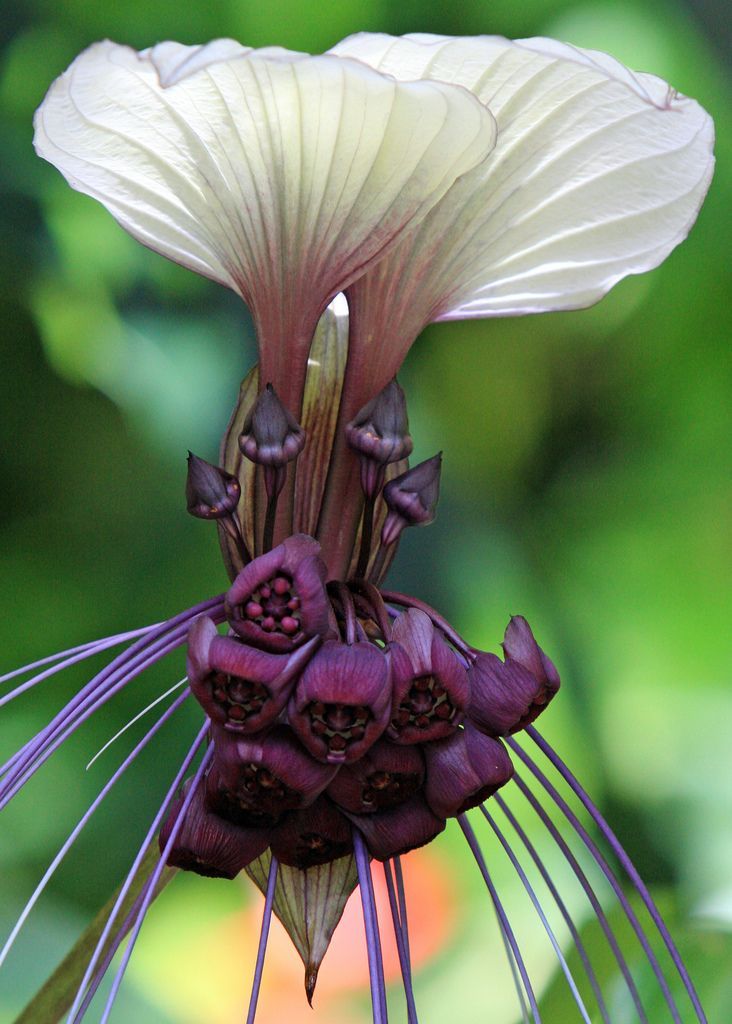 Bat Flower (Tacca integrifolia)