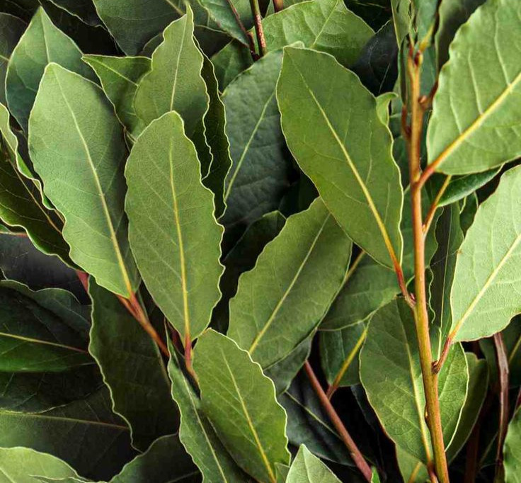 Bay Leaves