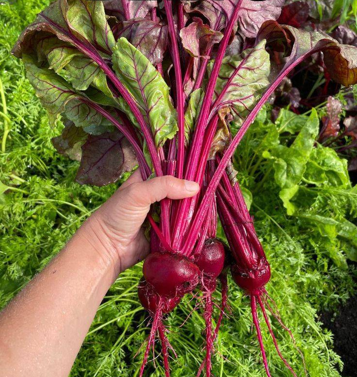 Beets