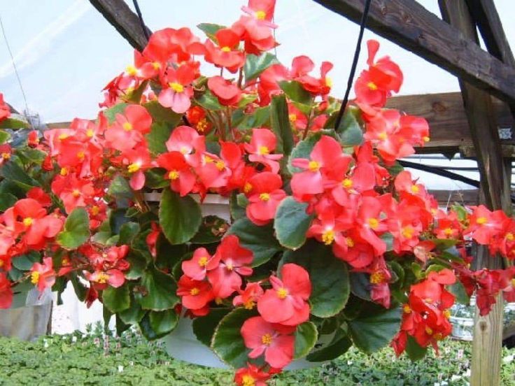 Begonias