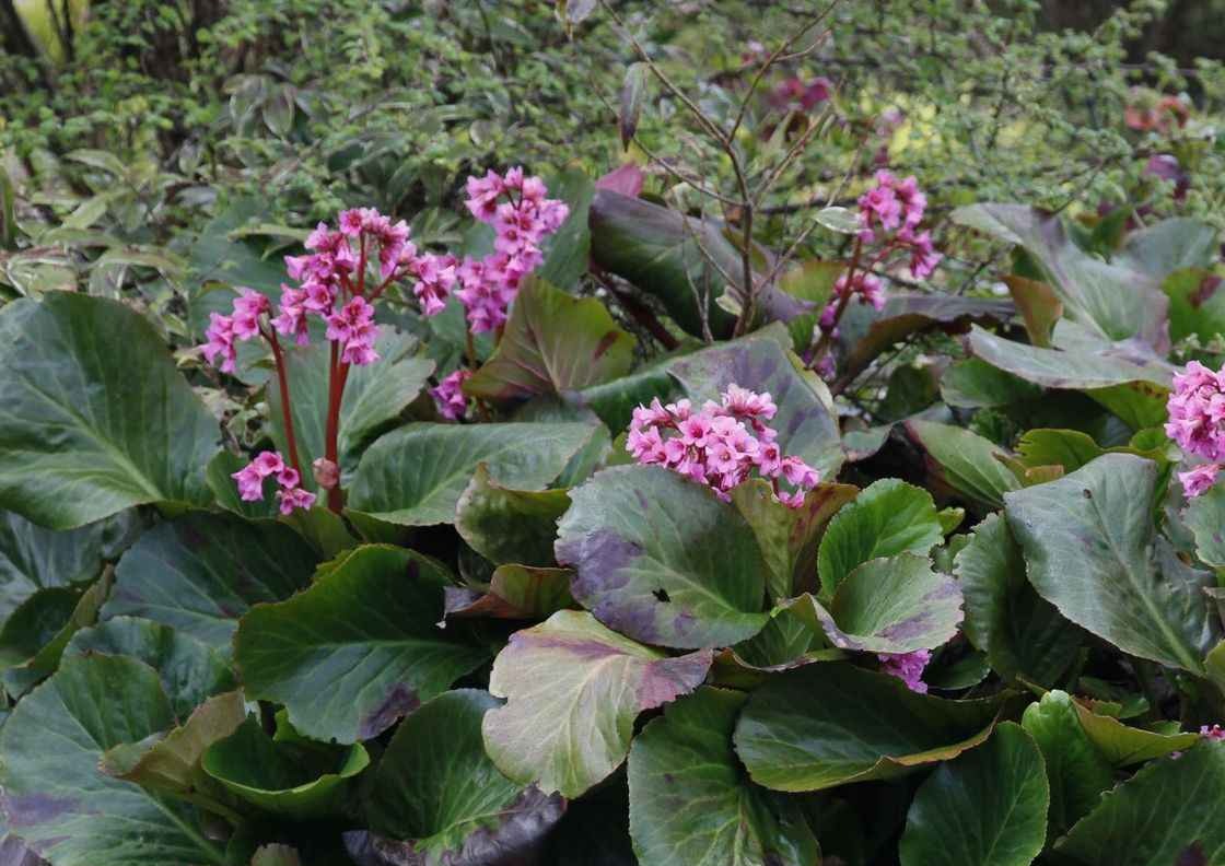 Bergenia