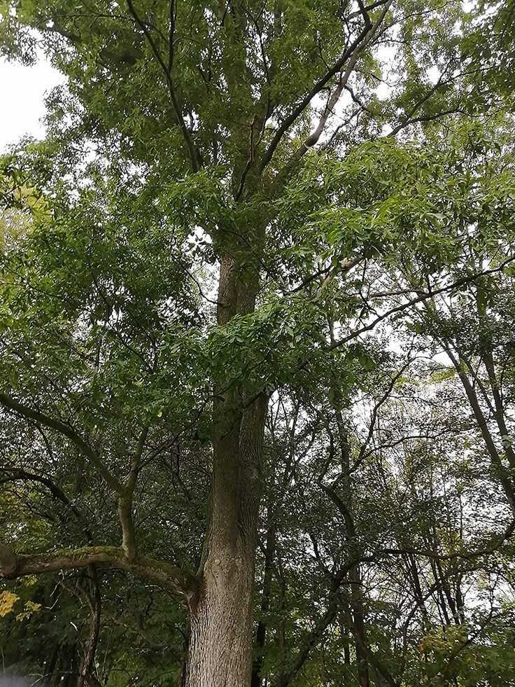 Bitternut Hickory