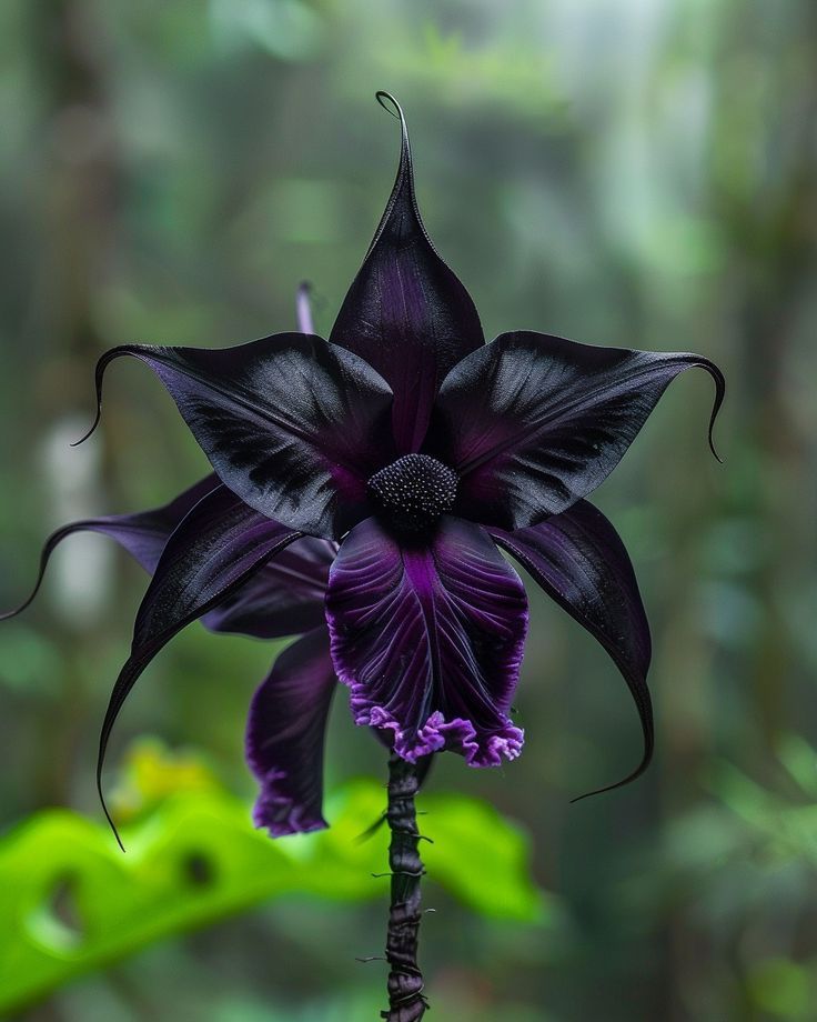 Black Bat Flower (Tacca chantrieri)