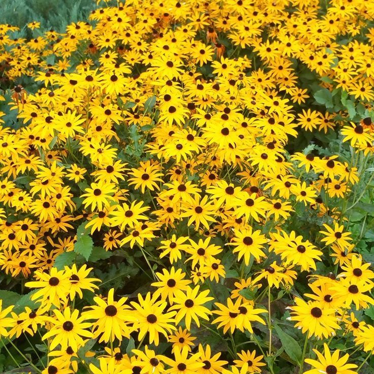 Black-Eyed Susan (Rudbeckia)