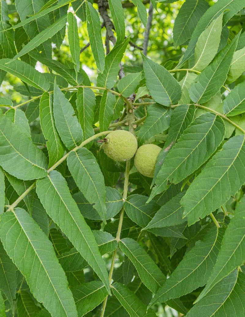 Black Walnut