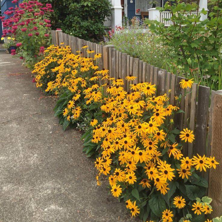 Black-eyed Susan