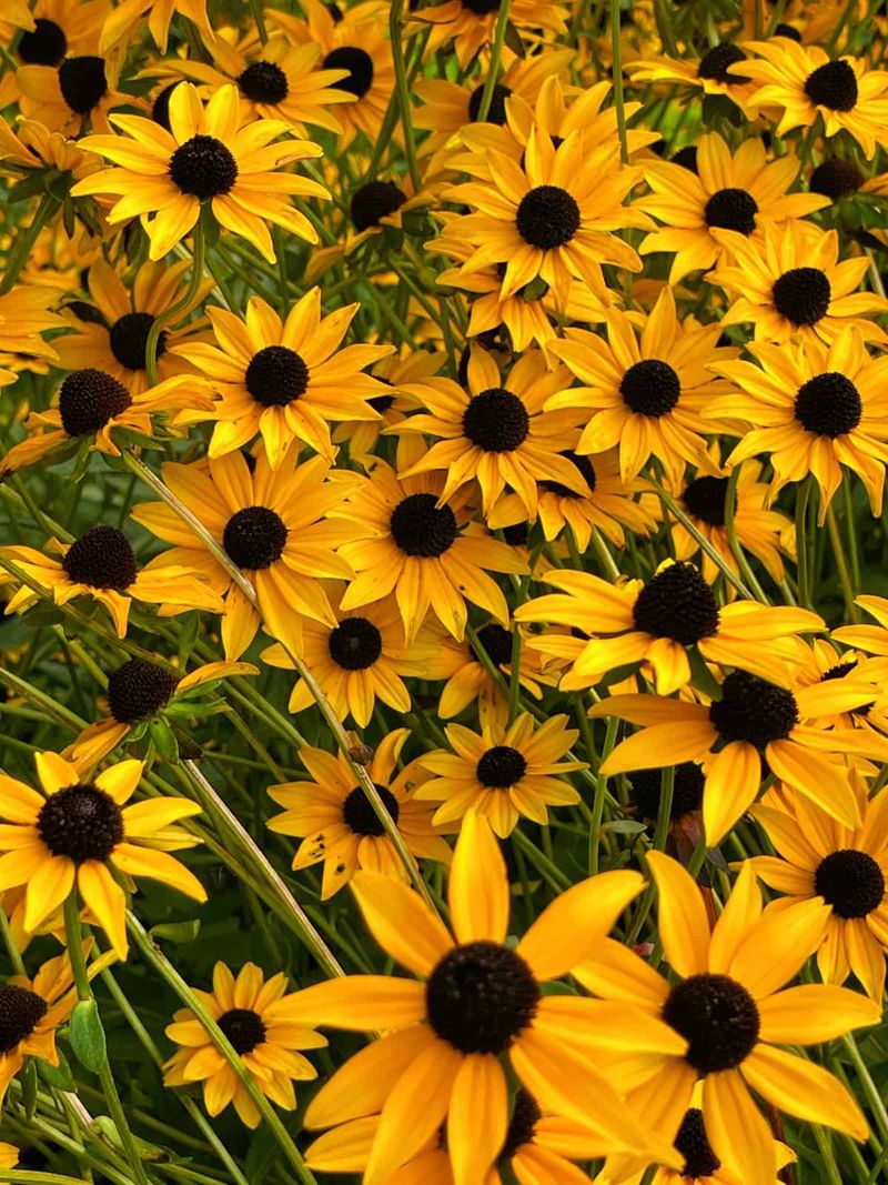 Black-eyed Susans