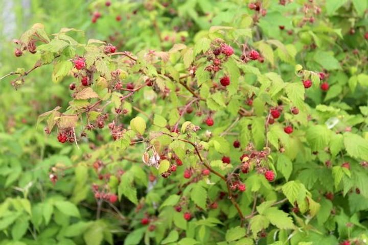 Blackberries