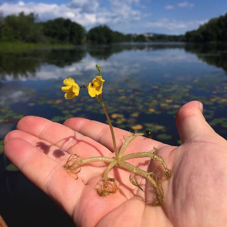 Bladderwort