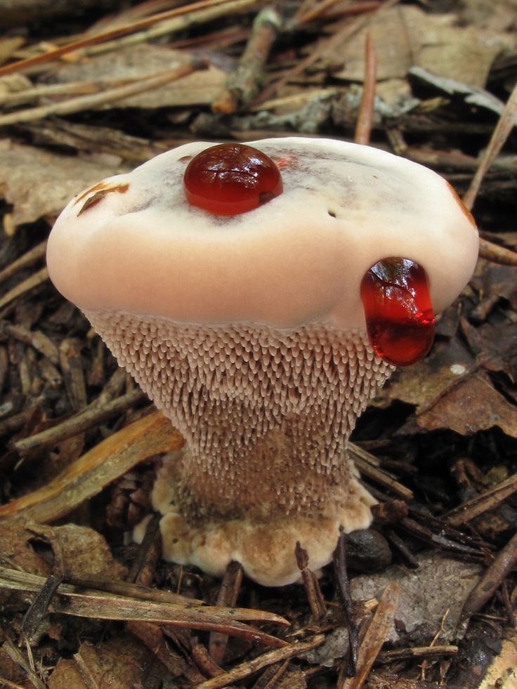 Bleeding Tooth Fungus (Hydnellum peckii)