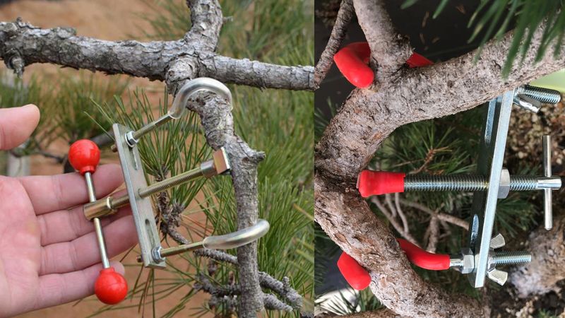 Bonsai Branch Shaping