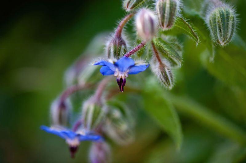 Borage