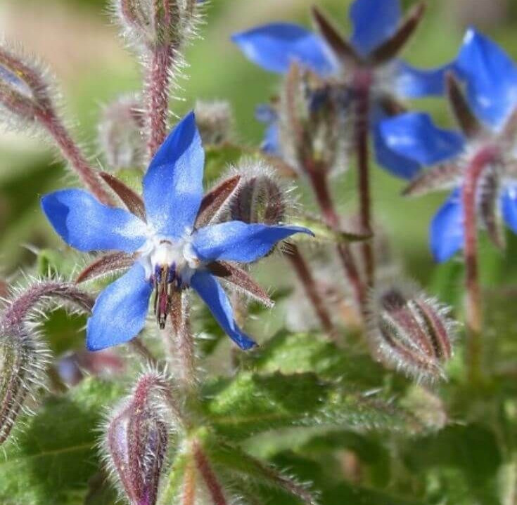 Borage