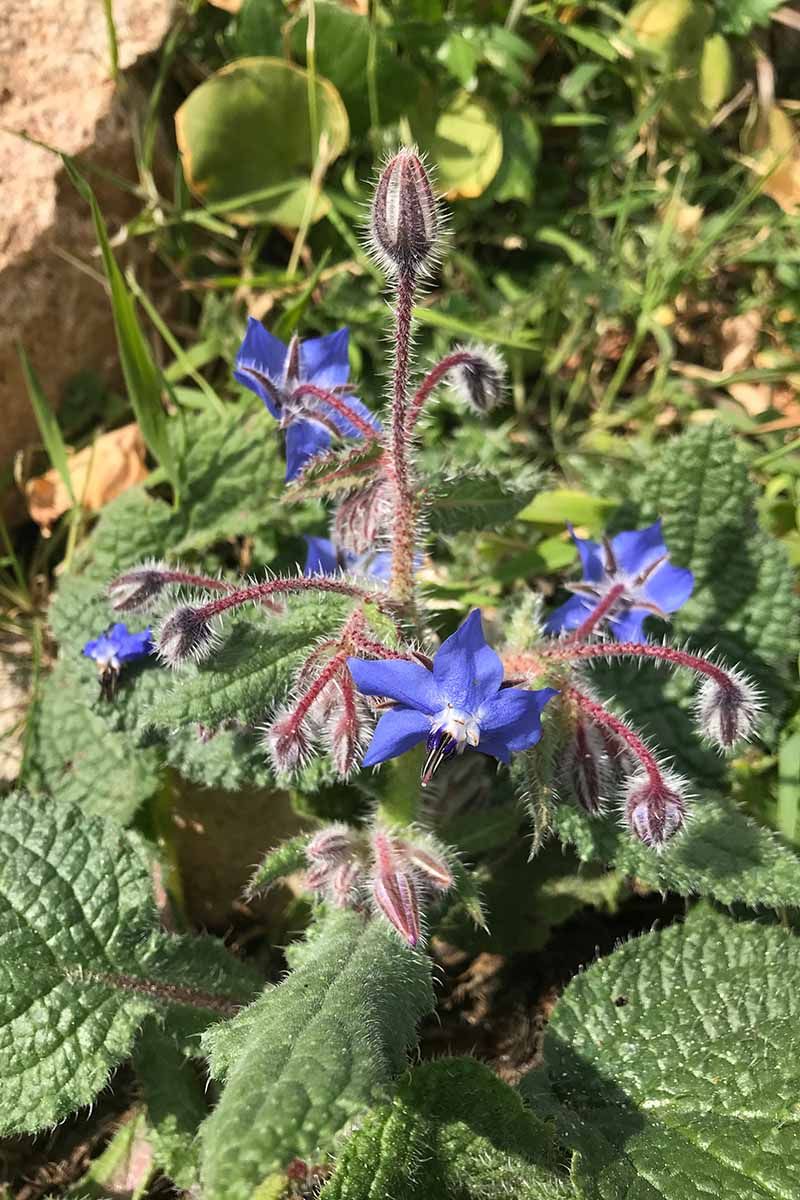 Borage