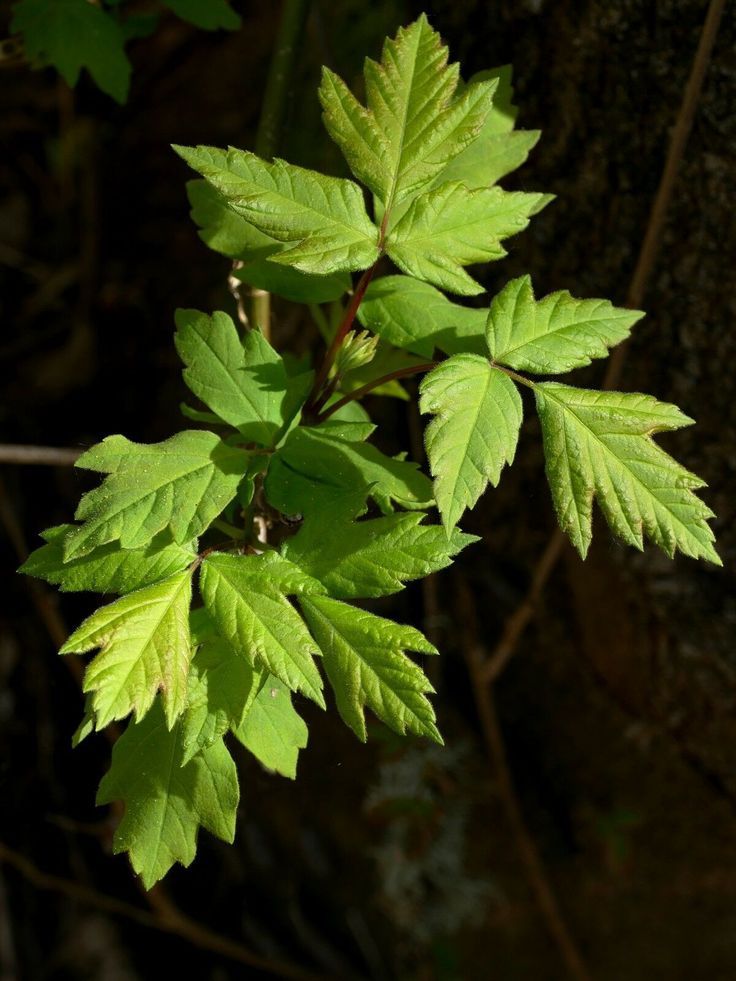 Boxelder