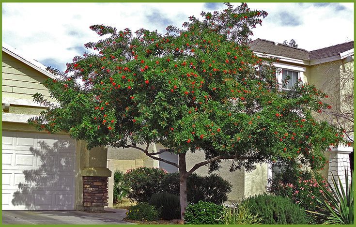 Brazilian Pepper Tree