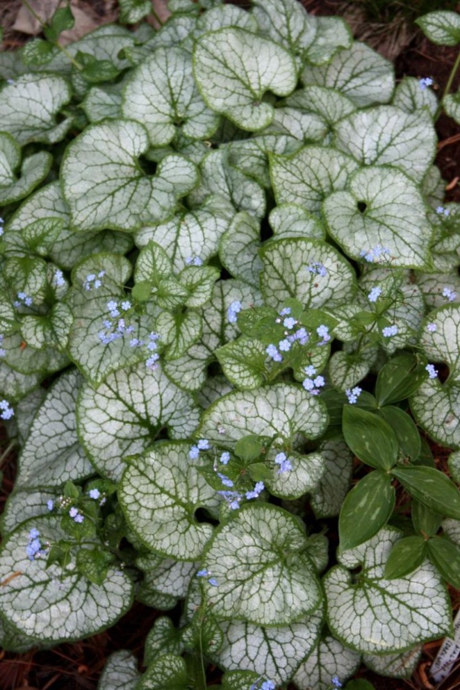 Brunnera