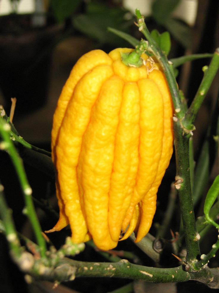 Buddha's Hand (Citrus medica var. sarcodactylis)