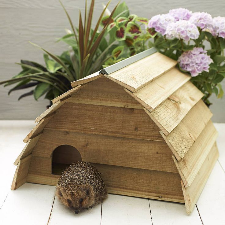 Build a Hedgehog House