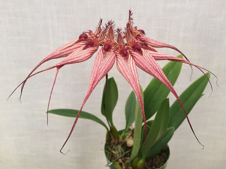 Bulbophyllum orchids