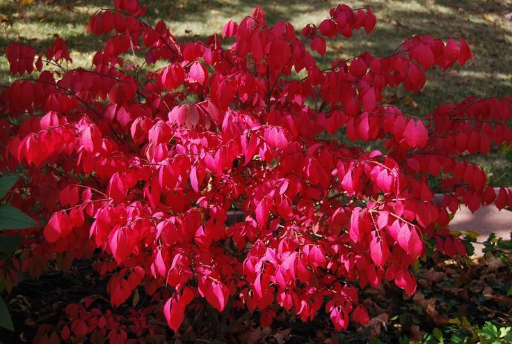 Burning Bush (Euonymus alatus)