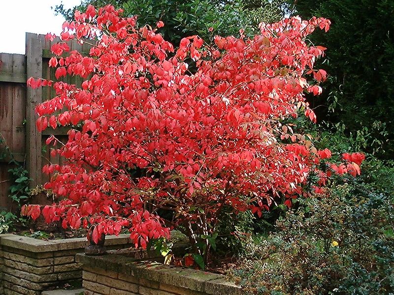 Burning Bush