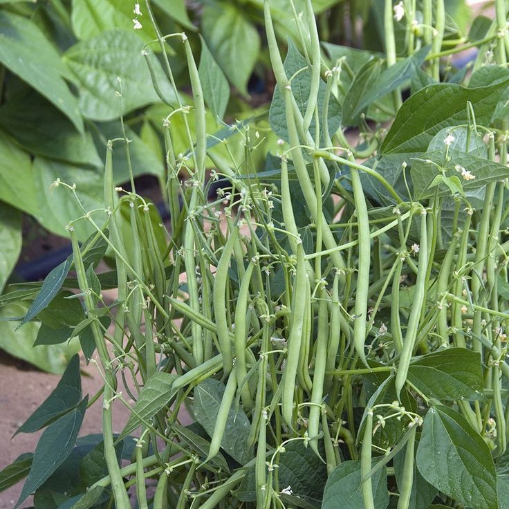 Bush Beans