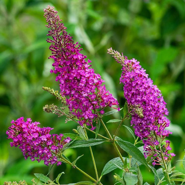 Butterfly Bush (Buddleia)