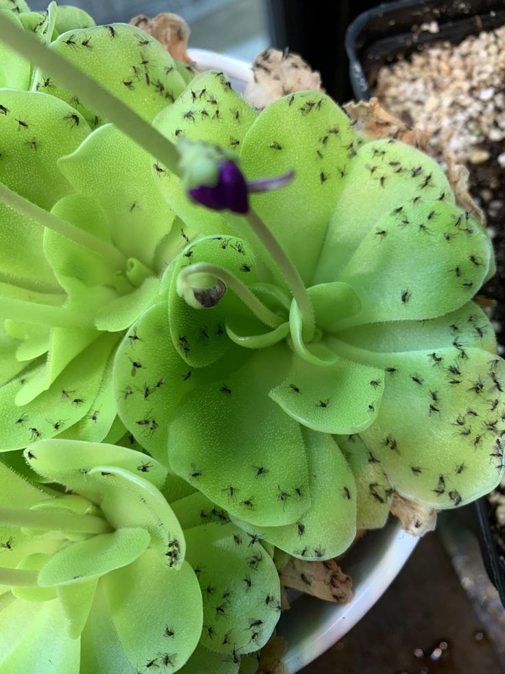 Butterwort