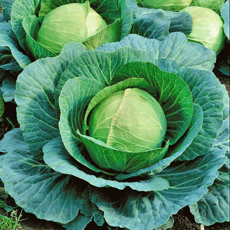 Cabbage