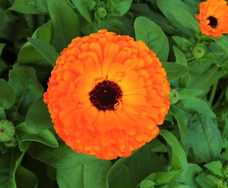 Calendula