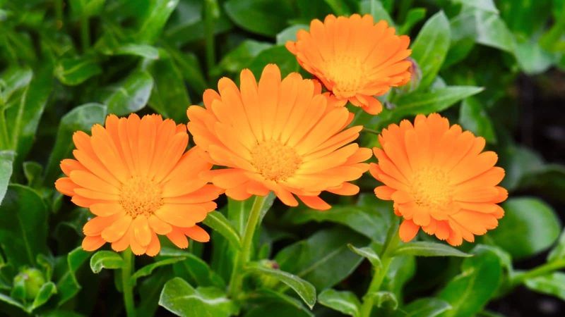 Calendulas