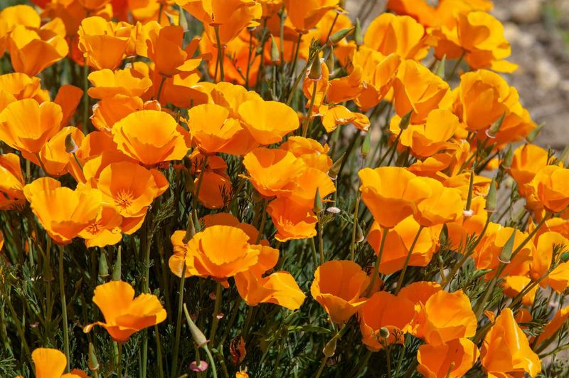 California Poppies